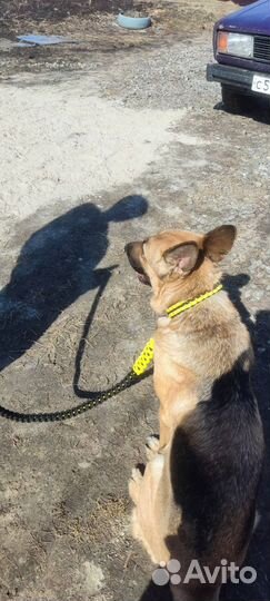 Ошейники Поводки для собак