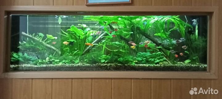 Обслуживание аквариумов