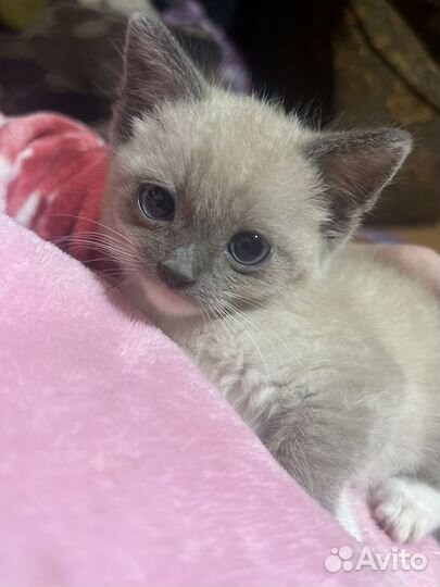 Котята