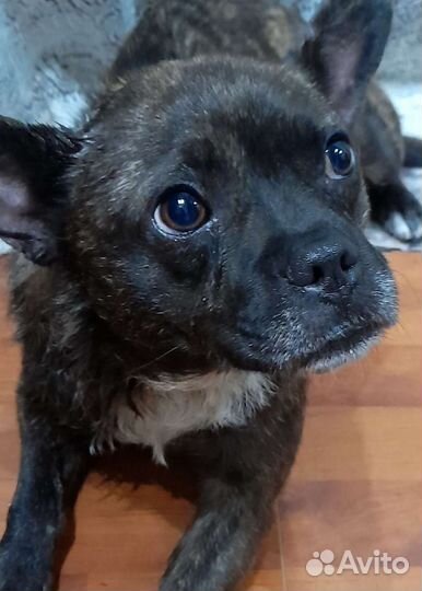 Собаки бесплатно