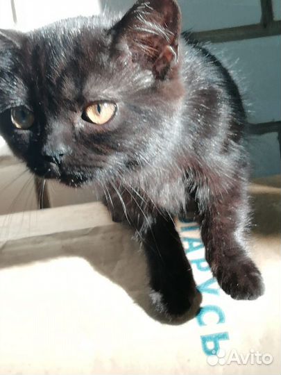 Котята чёрные