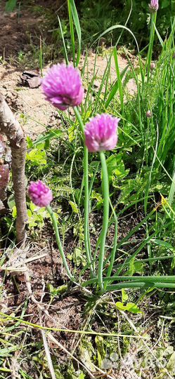 Многолетние садовые цветы