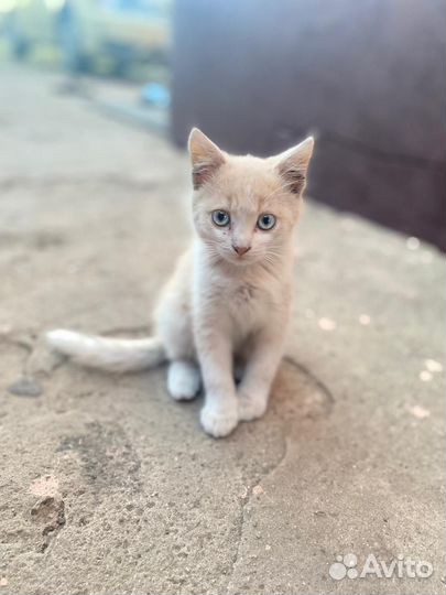 Котята в добрые руки даро