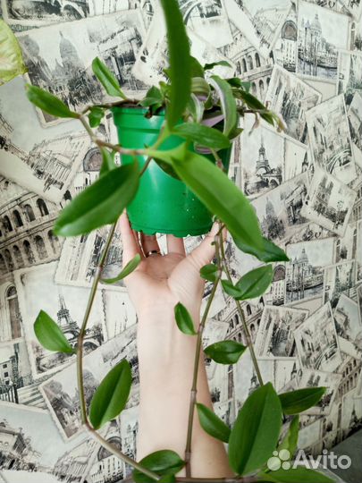 Традесканции, сингониум, сциндапсус