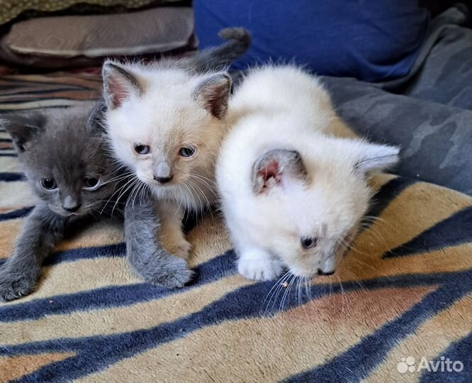 Котята в добрые руки