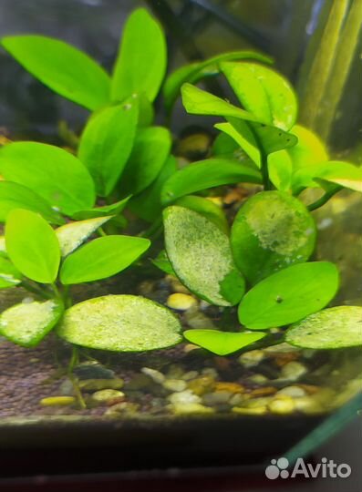 Аквариумные растения: Анубиас