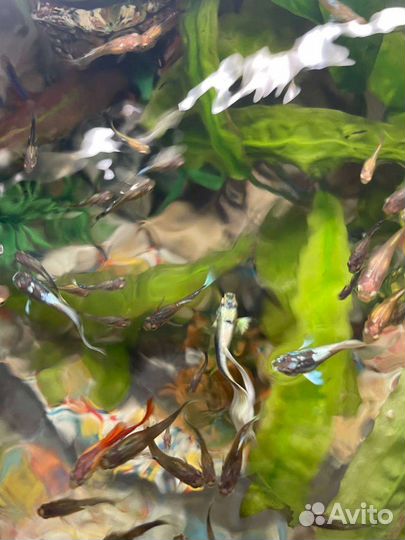 Аквариумные рыбки гуппи