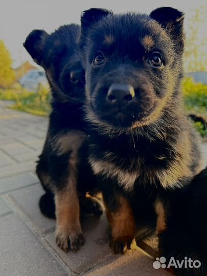 Булочки овчарки ищут новый дом