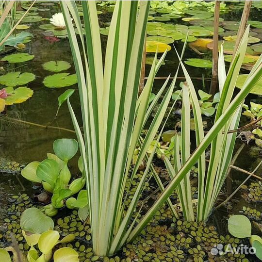 Прибрежные растения