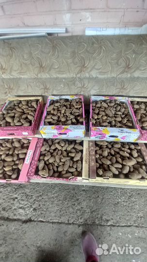 Семенной картофель Галанка