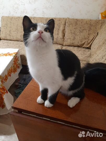 Кошечка 6- 7 месяцев