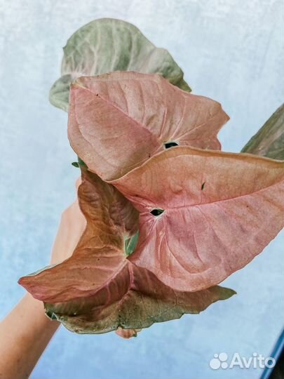 Сингониум неон пинк