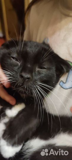 Котик 4 месяца