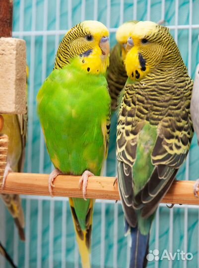 Попугай ввп Чех