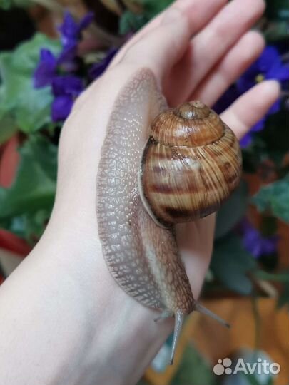 Улитки виноградные