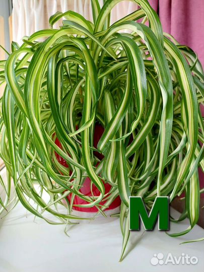 Хлорофитум бонни (кудрявый)