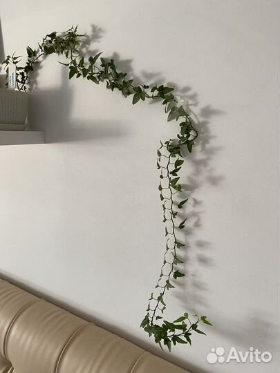 Хедера шамрок