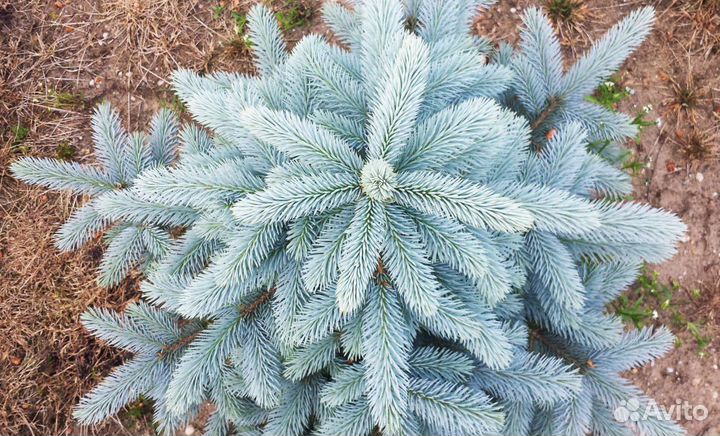Ель голубая Super Blue Seedling