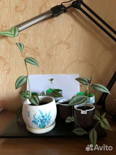 Традесканция зебрина трехцветная