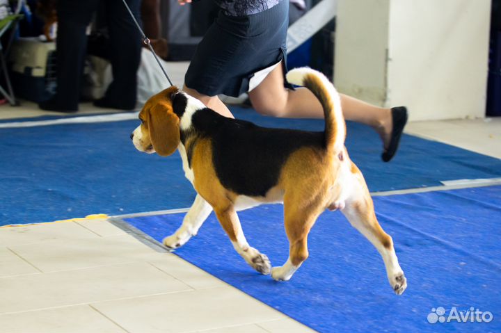 Кобель бигль для вязки