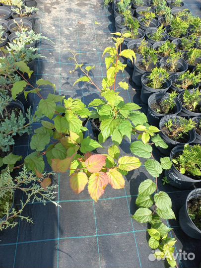 Актинидия коломикта