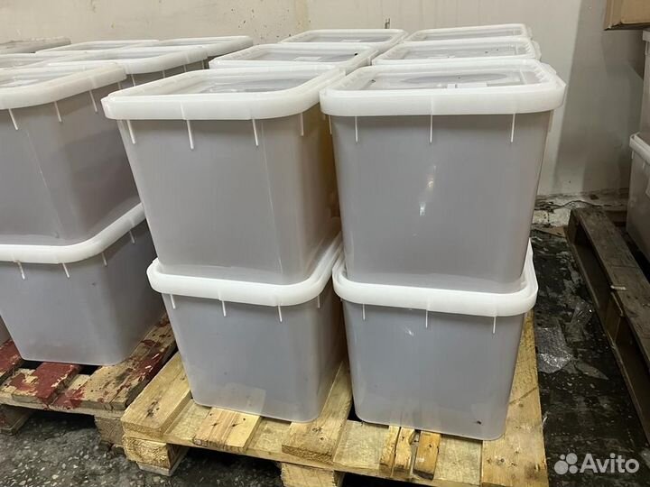 Натуральный мёд дягиль 2023 г. Опт