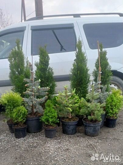 Туи. Голубые ели