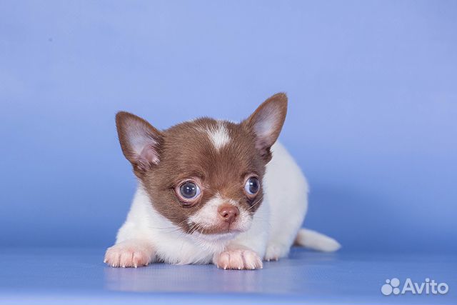 Щенки чихуахуа