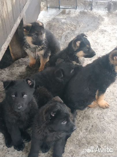 Щенки немецкой овчарки