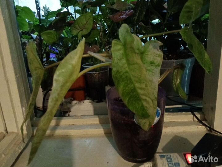 Филодендрон параисо верде