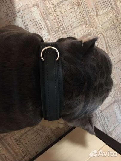 Ошейники, шлейки для собак. Натуральная кожа