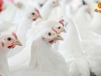 Несушки Хайсекс Уайт/5 мес./на яйце, Санкт-Петербург