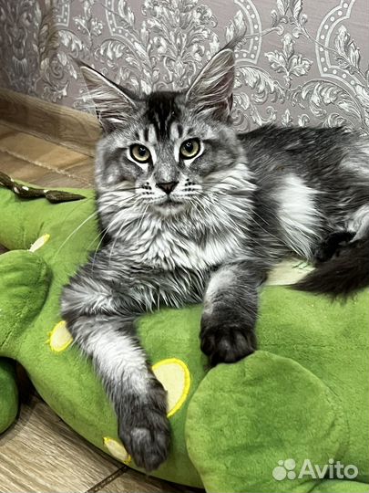 Котята мейн кун серебро