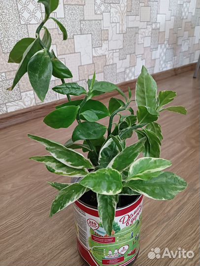 Педиоантус