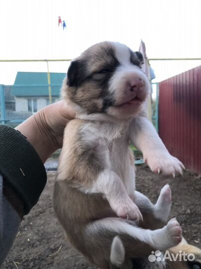 Собаки на охрану и просто для души