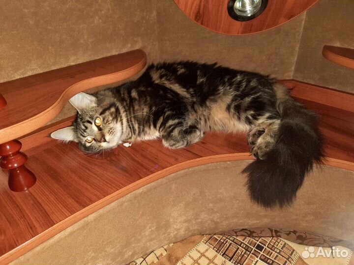 Жених для кошечки