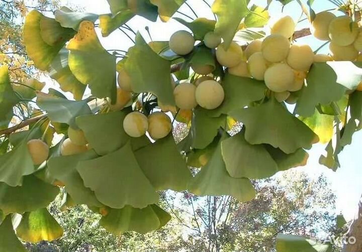 Саженцы Гинкго Билоба (Ginkgo biloba)