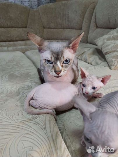 Канадский сфинкс, вязка