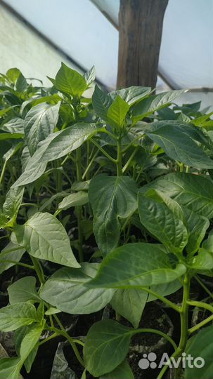 Рассада овощей