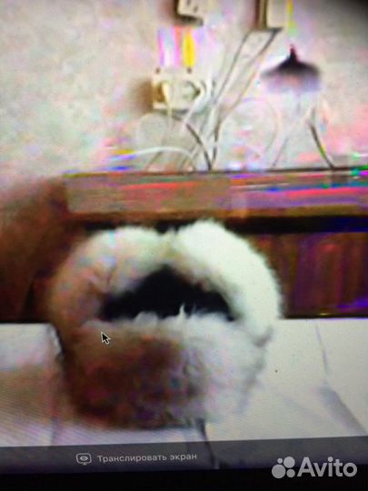 Шапки песец