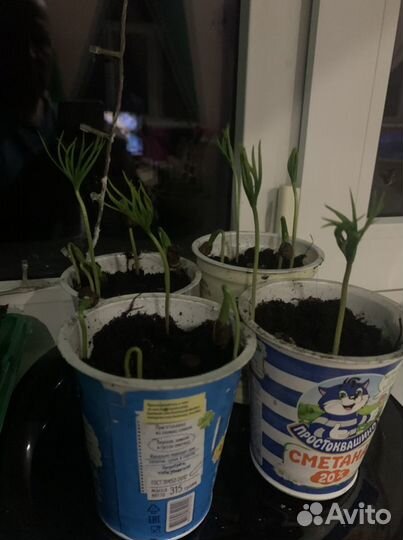 Кедр сибирский, европейский mix