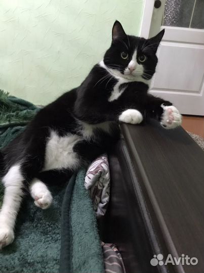 Передержка для ваших питомцев