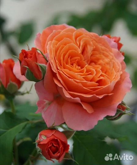 Роза Эмильен Гийо саженцы осень 2023г