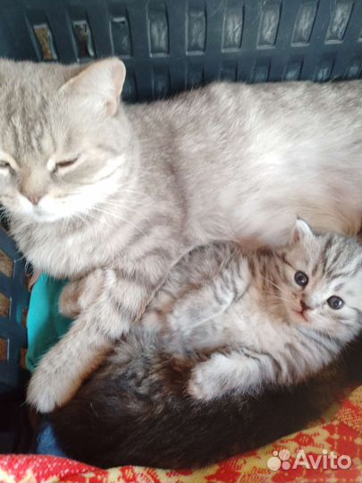 Котята Шотландские вислоухие
