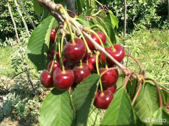 Черешня и Черевишня (предзаказ)