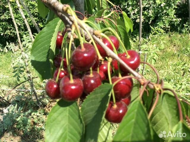 Черешня и Черевишня (предзаказ)