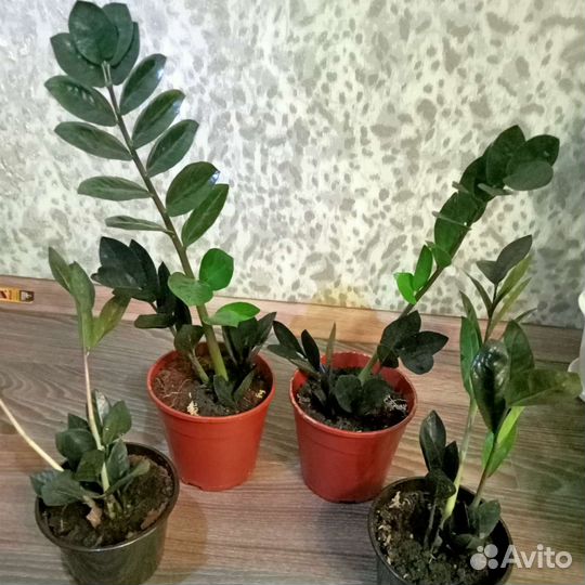 Замиокулькасы черный Raven и зелёный