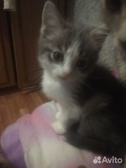 Отдам катенка мальчика в хорошие руки