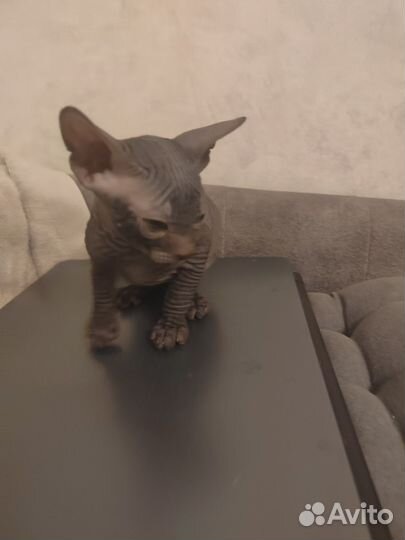 Донской сфинкс котята