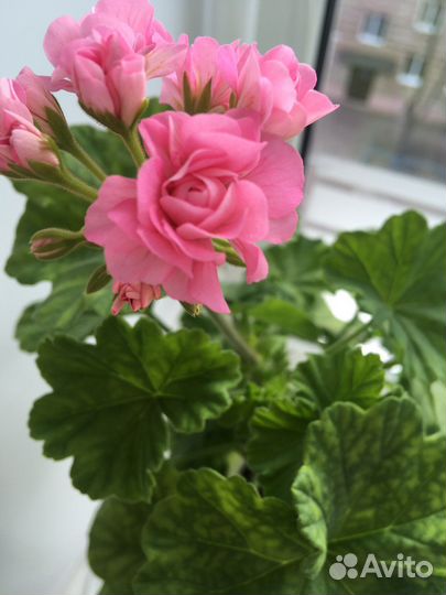 Пеларгония герань